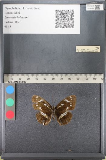 Media type: image;   Entomology 140866